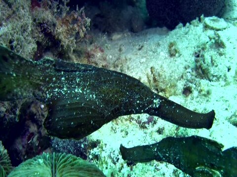 Robust ghostpipefish (Solenostomus cyanopterus)