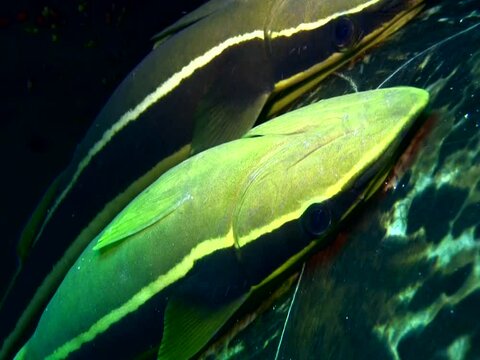 Remora or suckerfish on green sea turtle shell
