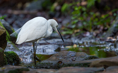 Little egret (Egretta garzetta) foraging in a stream. Cape Town, Western Cape. South Africa