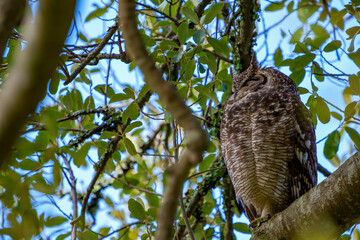 Spotted eagle-owl or African eagle-owl (Bubo africanus). Cape Town, Western Cape. South Africa