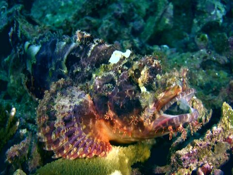 Scorpionfish with a fish in the mouth