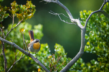 Obraz premium Cape robin-chat (Cossypha caffra). Cape Town. Western Cape. South Africa