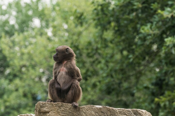 dear gelada monkey sits alone on the top of a rock in the zoo