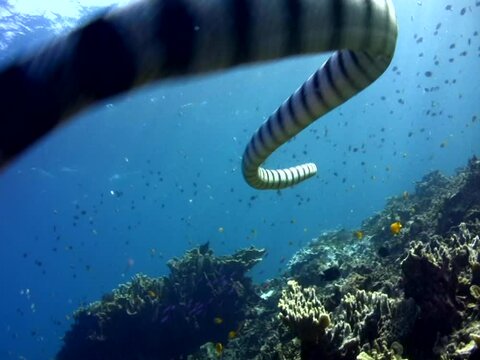 Banded sea krait (Laticauda colubrina) swimming up