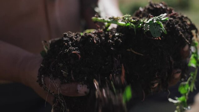 Close up of hands holding vermicompost made natural by worms eating food waste