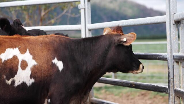 Brown and white spotted cow looking outside of steel fence on ranch in New Zealand