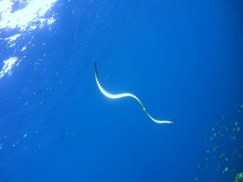Banded sea krait (Laticauda colubrina) swimming down