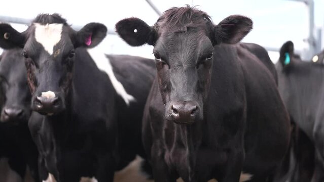 Funny looking cows straight at camera, black holstein animals in herd