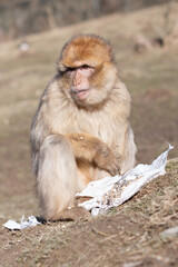 Affe