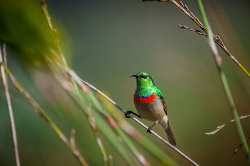 Southern double-collared sunbird or lesser double-collared sunbird (Cinnyris chalybeus) perched on a twig. Cape Town, Western Cape. South Africa