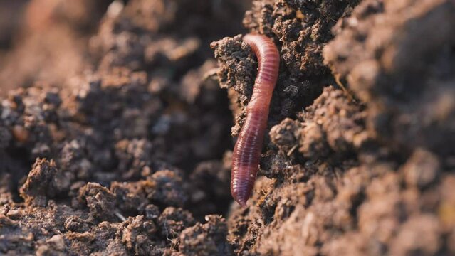 Red wiggler worm in dirt moving away from camera, close up