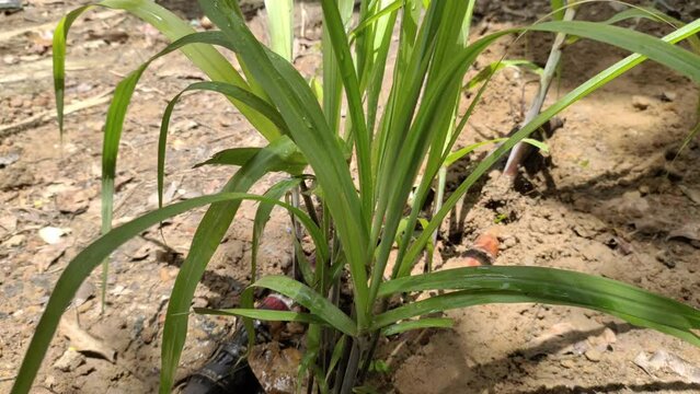 Organic and fresh black sweet sugarcane plant sapling with green leaves. Sugar cane growing on outdoor farm field ground soil. Rural agriculture and cultivation concept. Horizontal Closeup side view.