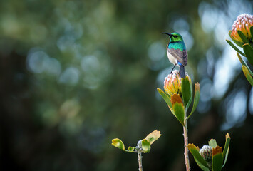 Southern double-collared sunbird or lesser double-collared sunbird (Cinnyris chalybeus) perched on a pincusion flower. Cape Town, Western Cape. South Africa