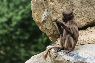 single dear gelada monkey sits on a rock and held something