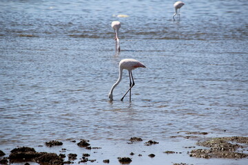 Flamingos, Walvis Bay, Namibia, Southern Africa.