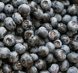blueberry. Fresh Bilberries. Close-up background.