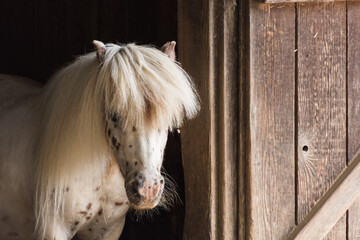 white horse with dots and a wild hairstyle