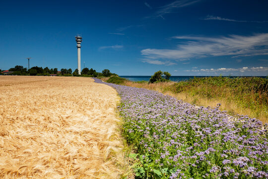 Wheat field with  field of Scorpionweed (Phacelia), green manure,  near island Fehmarn,Schleswig-Holstein Germany, Europe