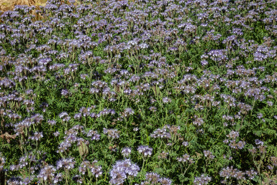 Field of Scorpionweed (Phacelia), green manure,  near island Fehmarn,Schleswig-Holstein Germany, Europe