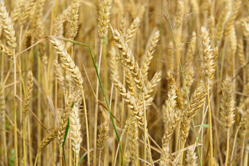 beautiful brown barley meadow on a sunny summer day
