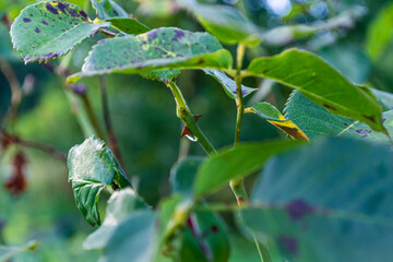 green leaves in the garden