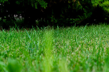 green grass texture and background