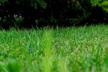Naklejka premium green grass texture and background