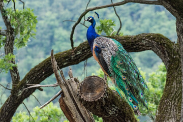 wonderful colorful peacock sits on a tree