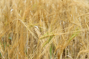 beautiful brown wheat meadow on a sunny summer day