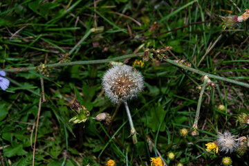 dandelion flowers in the grass