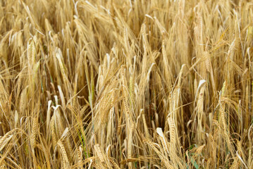 beautiful brown wheat meadow on a sunny summer day