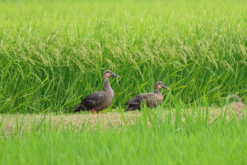 畦道で暑さを凌ぐカルガモの夫婦