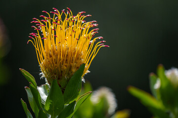 Grey-leaf fountain pincushion (Leucospermum grandiflorum) flower. Cape Town, Western Cape. South Africa