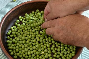 In the picture, men's hands open the pods and extract green peas.