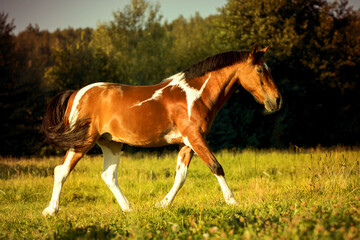 horse in the sun