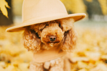 cute dog poodle in coat and hat sits on carpet of maple leaves in autumn park in leaf fall, concept of fall season