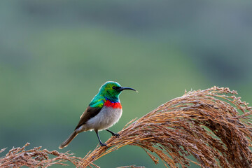 Southern double-collared sunbird or lesser double-collared sunbird (Cinnyris chalybeus). Cape Town, Western Cape. South Africa