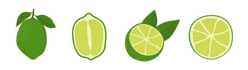 Green citrus fruit on lime tree. Key lime slice, cutted in half citrus. Meethay fruit for healthy diet. Delicious juicy citron. Vector illustration of exotic plant isolated on white background.