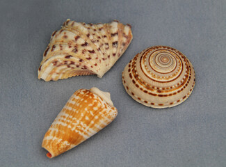A Display of Three Ornamental Decorated Seashells.
