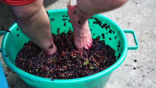 Grape-treading or grape-stomping in traditional winemaking. Senior farmer separates grapes from a bunch in traditional way. Grapes are trampled by barefoot man to release juices and begin fermentation