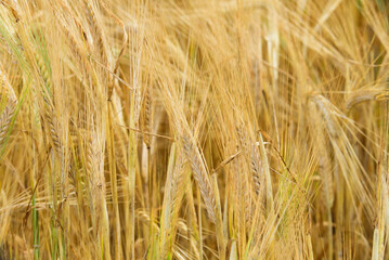 beautiful brown wheat meadow on a sunny summer day