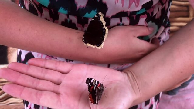 Butterfly mourner and Admiral are sitting in the hands of a woman. They flap their wings. Close-up. Slow motion.