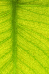 Macro Pattern On A Green Leaf