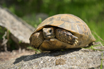 Turtle on Stone in Macin Mountains Romania