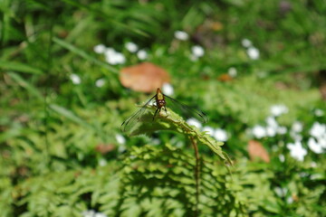 An orange eyed yellow tailed female Ruddy Darter dragonfly perched on a tip of a fern leaf