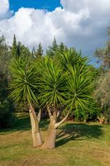 bardzo ładna palma rosnąca w zadbanym zróżnicowanym ogrodzie - obrazy, fototapety, plakaty