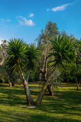 palma w zadbanym ogrodzie