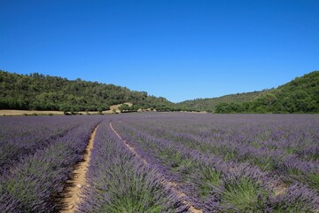 Fototapeta na wymiar Lavandes en Provence