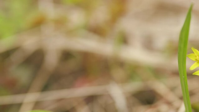 Yellow flowers of gagea minima. Selective focus and shallow depth of field.