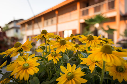 Fiori di campo gialli all'aperto con edifici sullo sfondo 
